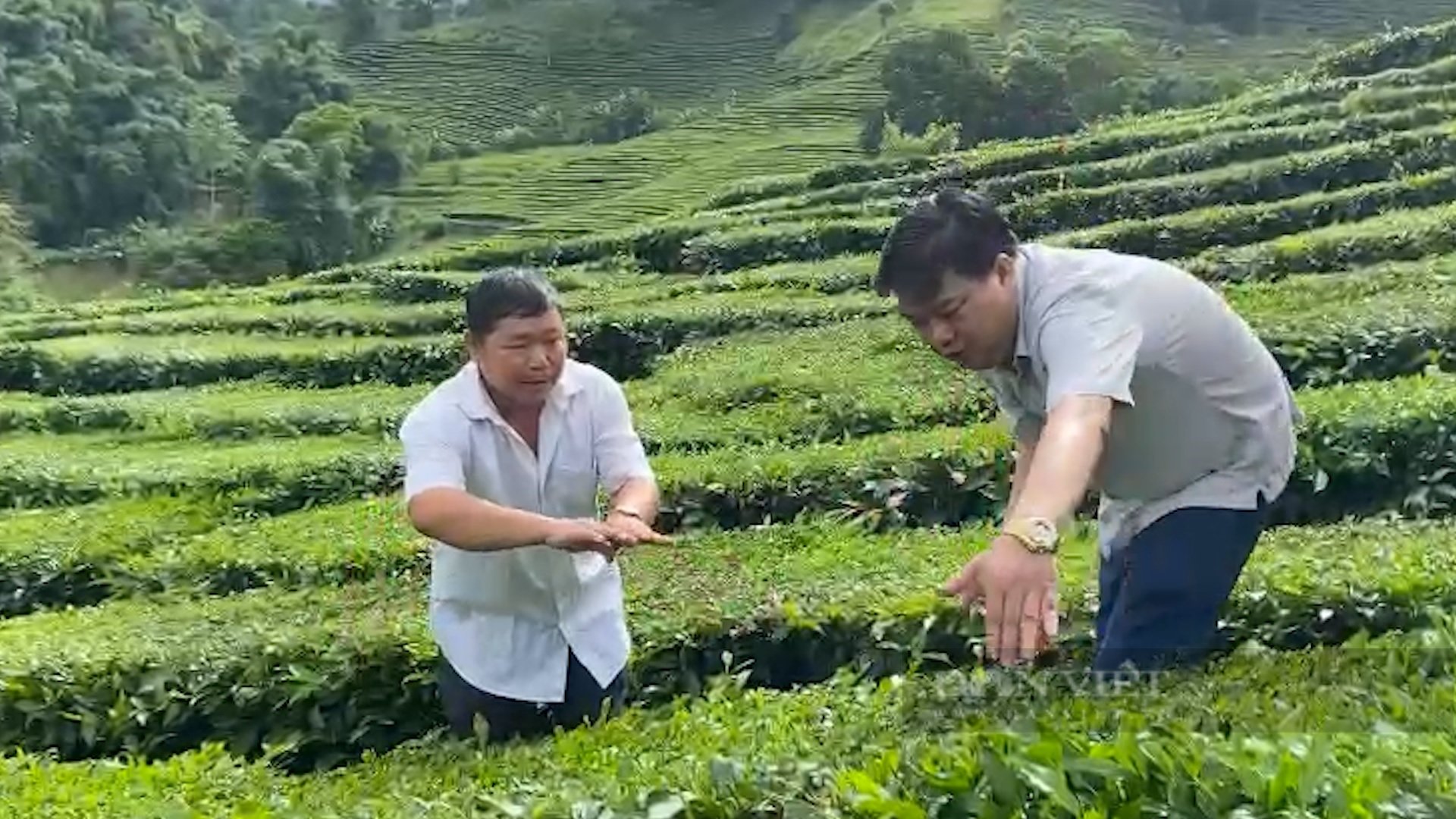 Trồng bạt ngàn chè cây thấp đẹp như tranh, nông dân vùng cao Phúc Khoa khấm khá - Ảnh 3.