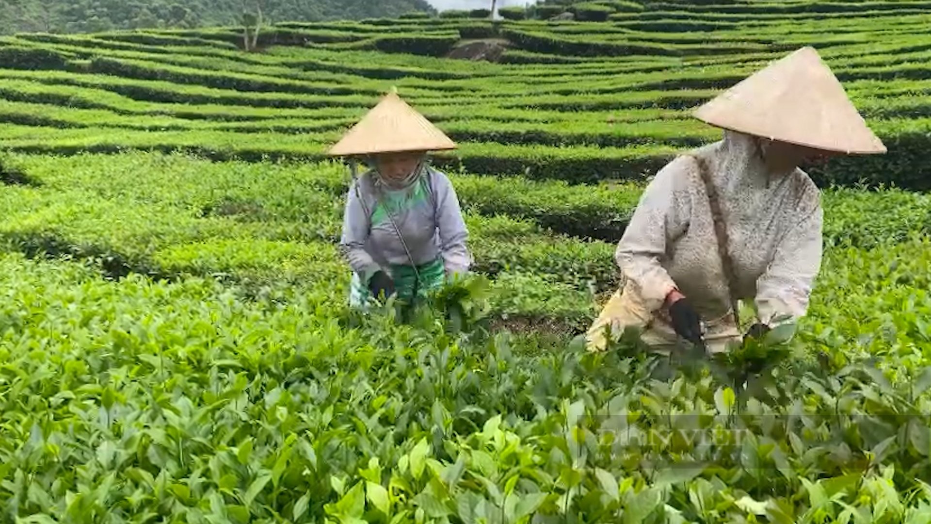 Trồng bạt ngàn chè cây thấp đẹp như tranh, nông dân vùng cao Phúc Khoa khấm khá - Ảnh 4.