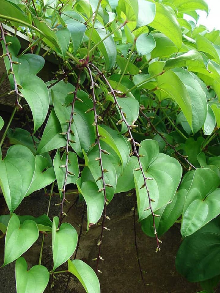Thứ mọc hoang xưa nghèo đào củ về ăn, nay trồng thu tiền tỷ - Ảnh 7.