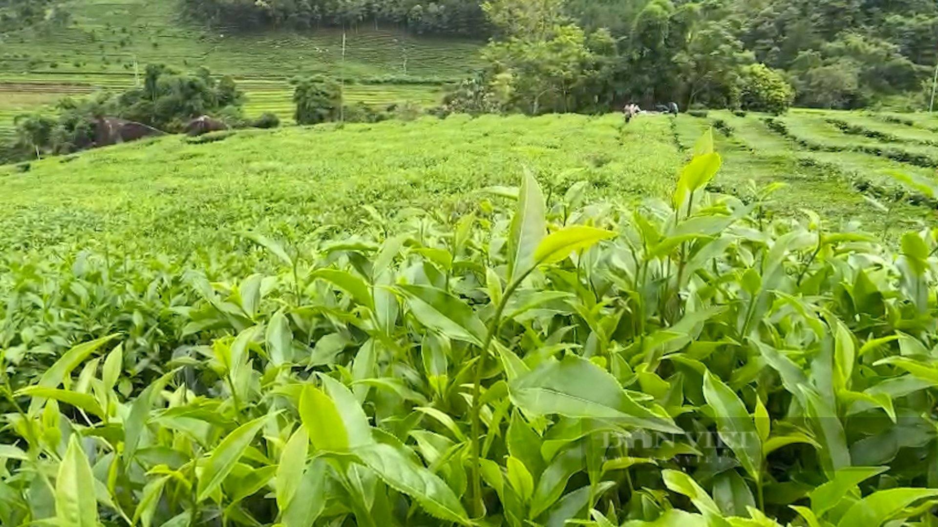 Trồng bạt ngàn chè cây thấp đẹp như tranh, nông dân vùng cao Phúc Khoa khấm khá - Ảnh 6.