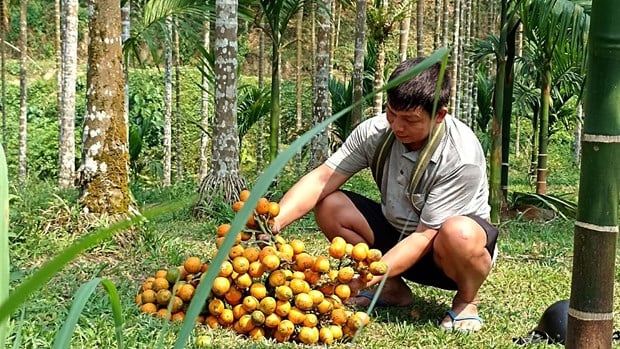 Trồng thứ cây không cành, hoa nở thơm ngào ngạt, trái ra vô số, tỷ phú nông dân Thanh Hóa giàu lên - Ảnh 3.
