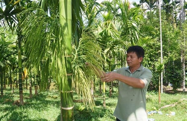 Trồng thứ cây không cành, hoa nở thơm ngào ngạt, trái ra vô số, tỷ phú nông dân Thanh Hóa giàu lên - Ảnh 5.