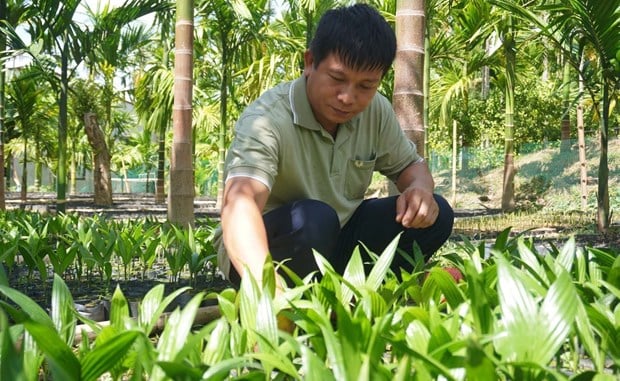 Trồng thứ cây không cành, hoa nở thơm ngào ngạt, trái ra vô số, tỷ phú nông dân Thanh Hóa giàu lên - Ảnh 1.