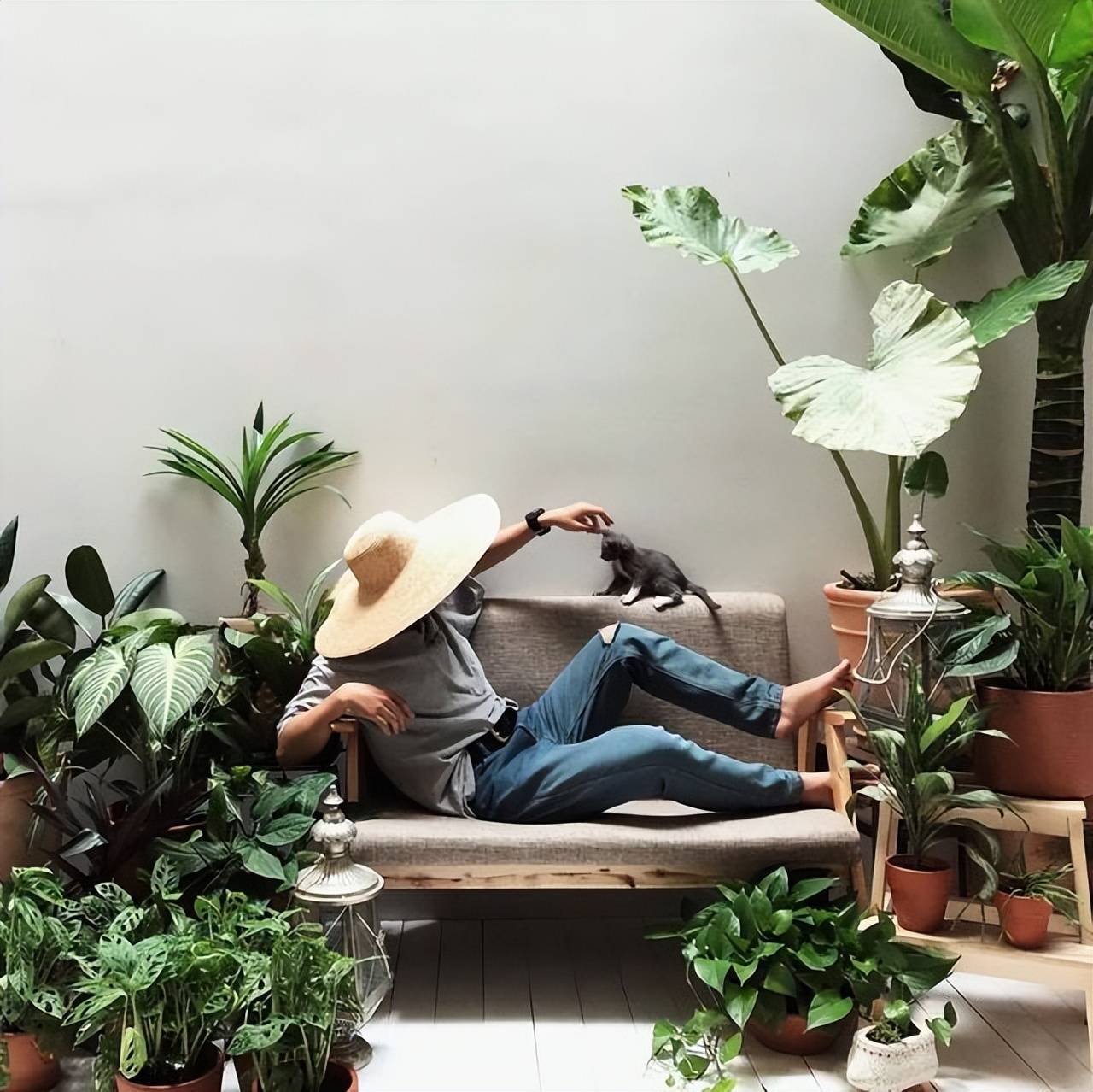 Trồng cây cảnh kích cỡ lớn, tạo &quot;rừng nhiệt đới&quot; trong nhà cần chú ý điều quan trọng này - Ảnh 3.