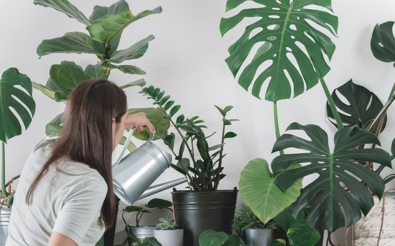 Trồng cây cảnh kích cỡ lớn, tạo &quot;rừng nhiệt đới&quot; trong nhà cần chú ý điều quan trọng này - Ảnh 5.
