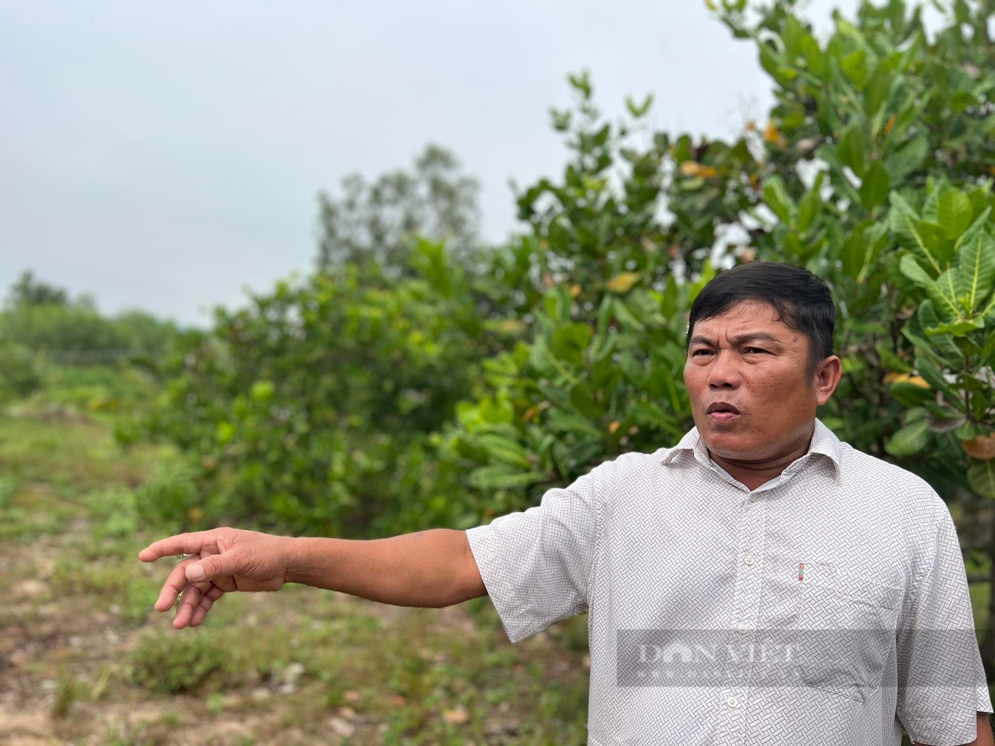 &quot;Nông dân Việt Nam xuất sắc 2022&quot; đến từ Bình Định sở hữu bạt ngàn vườn điều, keo… trên 10ha đất  - Ảnh 1.