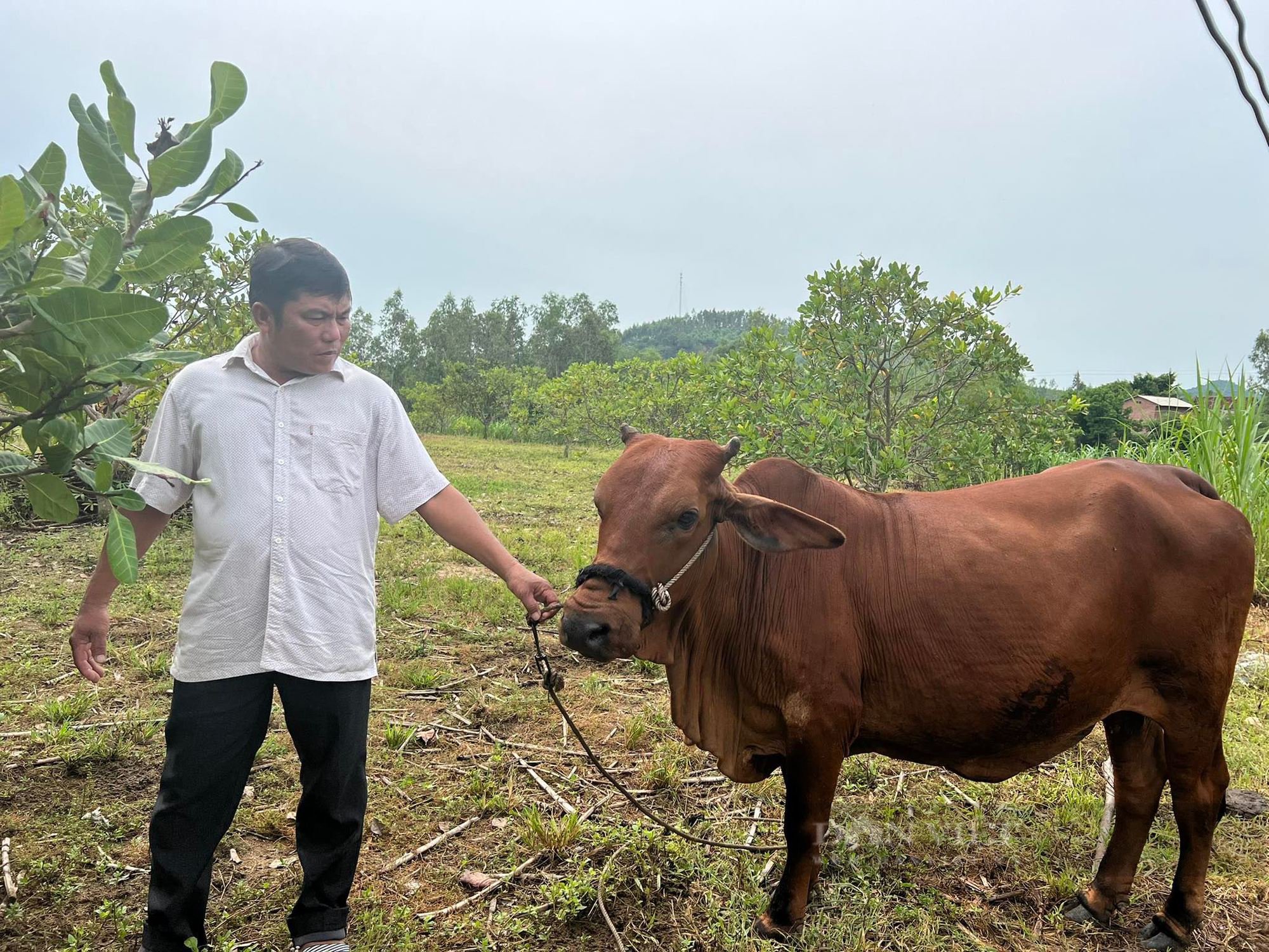 &quot;Nông dân Việt Nam xuất sắc 2022&quot; đến từ Bình Định sở hữu bạt ngàn vườn điều, keo… trên 10ha đất  - Ảnh 3.