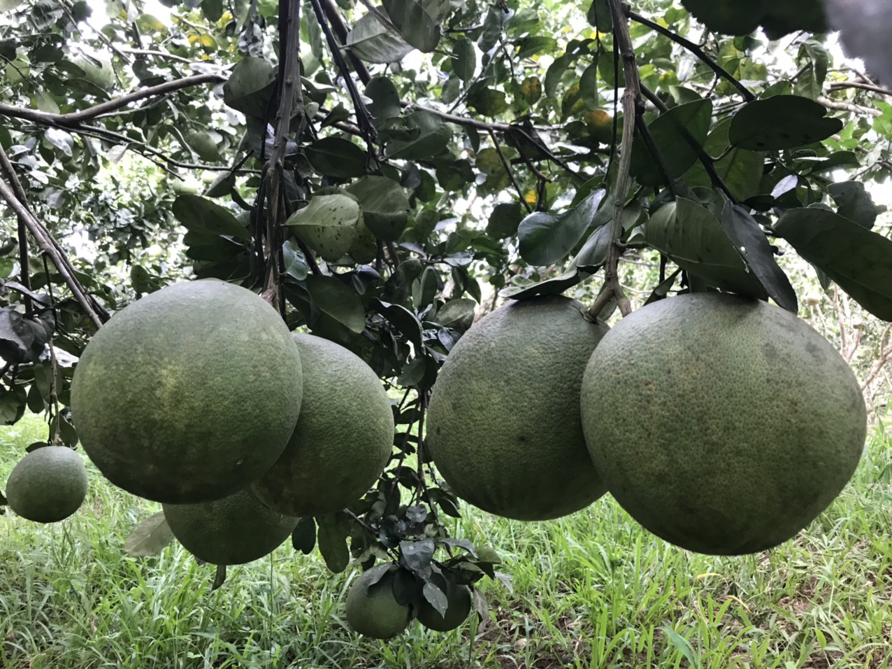 Từ hộ nghèo nhất xã, chàng trai miền núi Khánh Hòa mạnh dạn làm ăn trở thành nông dân sản xuất giỏi - Ảnh 3.