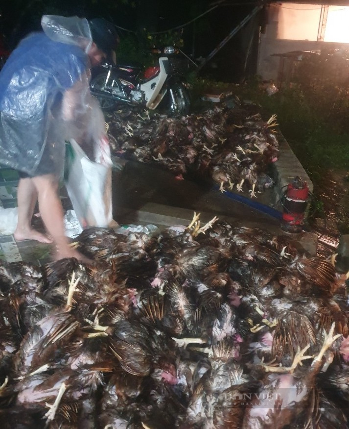 Nước lũ dâng cao đột ngột, nông dân Hà Nội chết gần 2 nghìn con gà chỉ trong 30 phút - Ảnh 4.