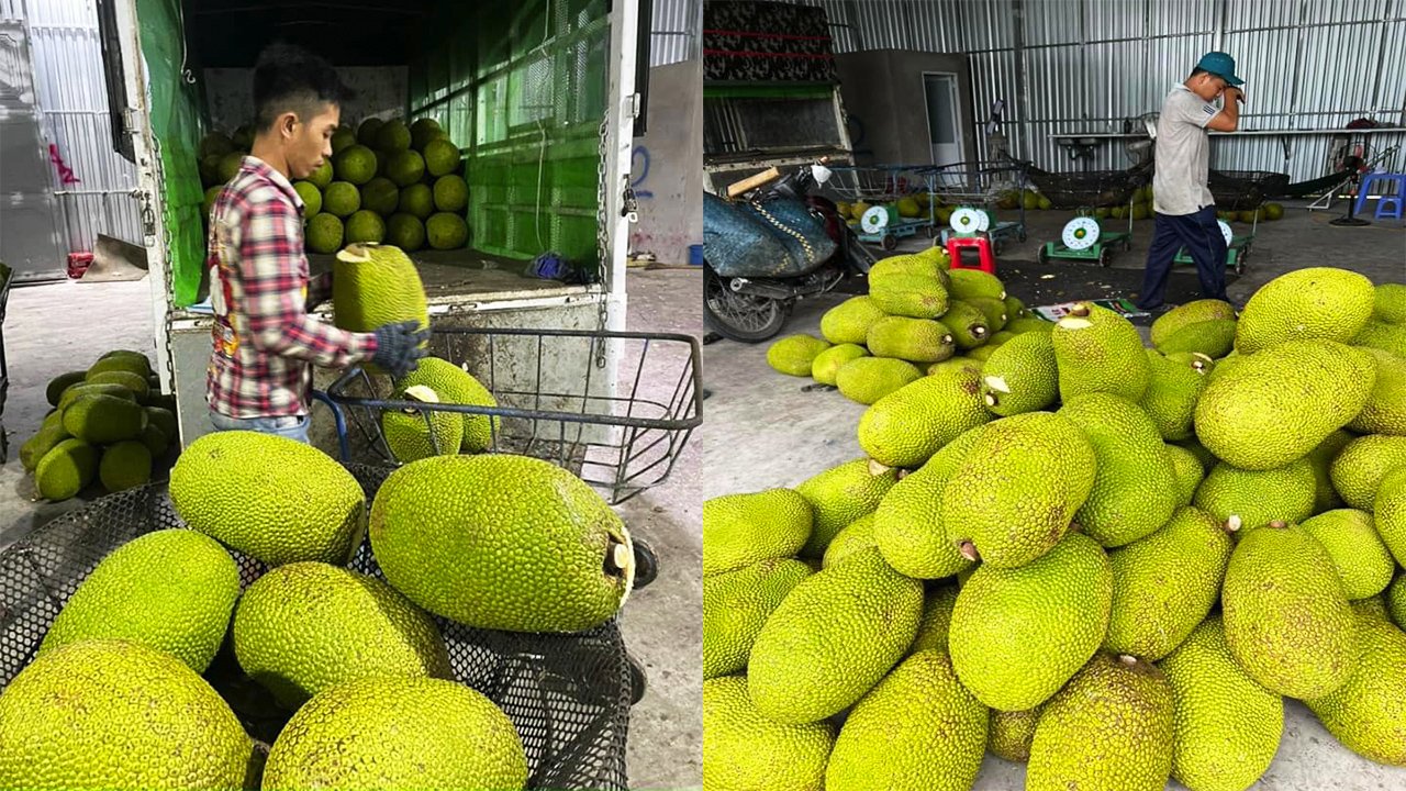 Giá mít Thái hôm nay 9/9: Giá mít đang &quot;thả dốc không phanh&quot;, nông dân mất 8.000 đồng/kg chỉ trong 4 ngày qua - Ảnh 1.