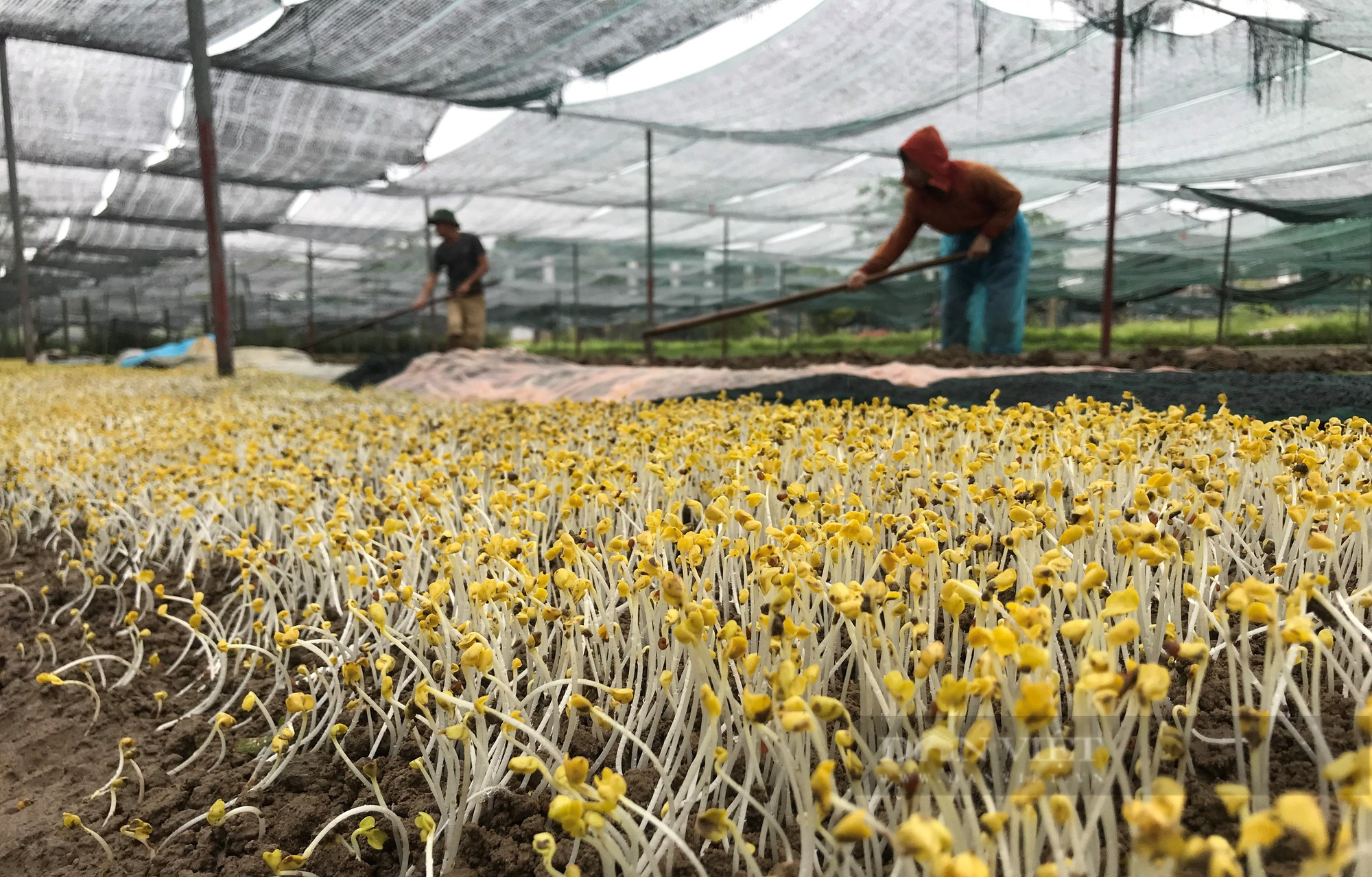 Mưa xối xả như dội bom, nông dân đau đớn nhìn rau chìm trong biển nước, dập nát - Ảnh 11.