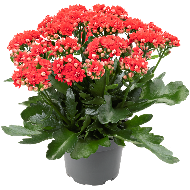 Hàng &quot;hiếm, độc, lạ&quot; của cây cảnh sống đời, đẹp đến nao lòng, thấy là nghiện - Ảnh 9.