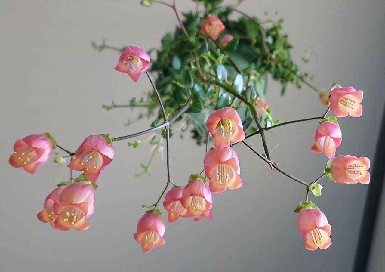 Hàng &quot;hiếm, độc, lạ&quot; của cây cảnh sống đời, đẹp đến nao lòng, thấy là nghiện - Ảnh 5.