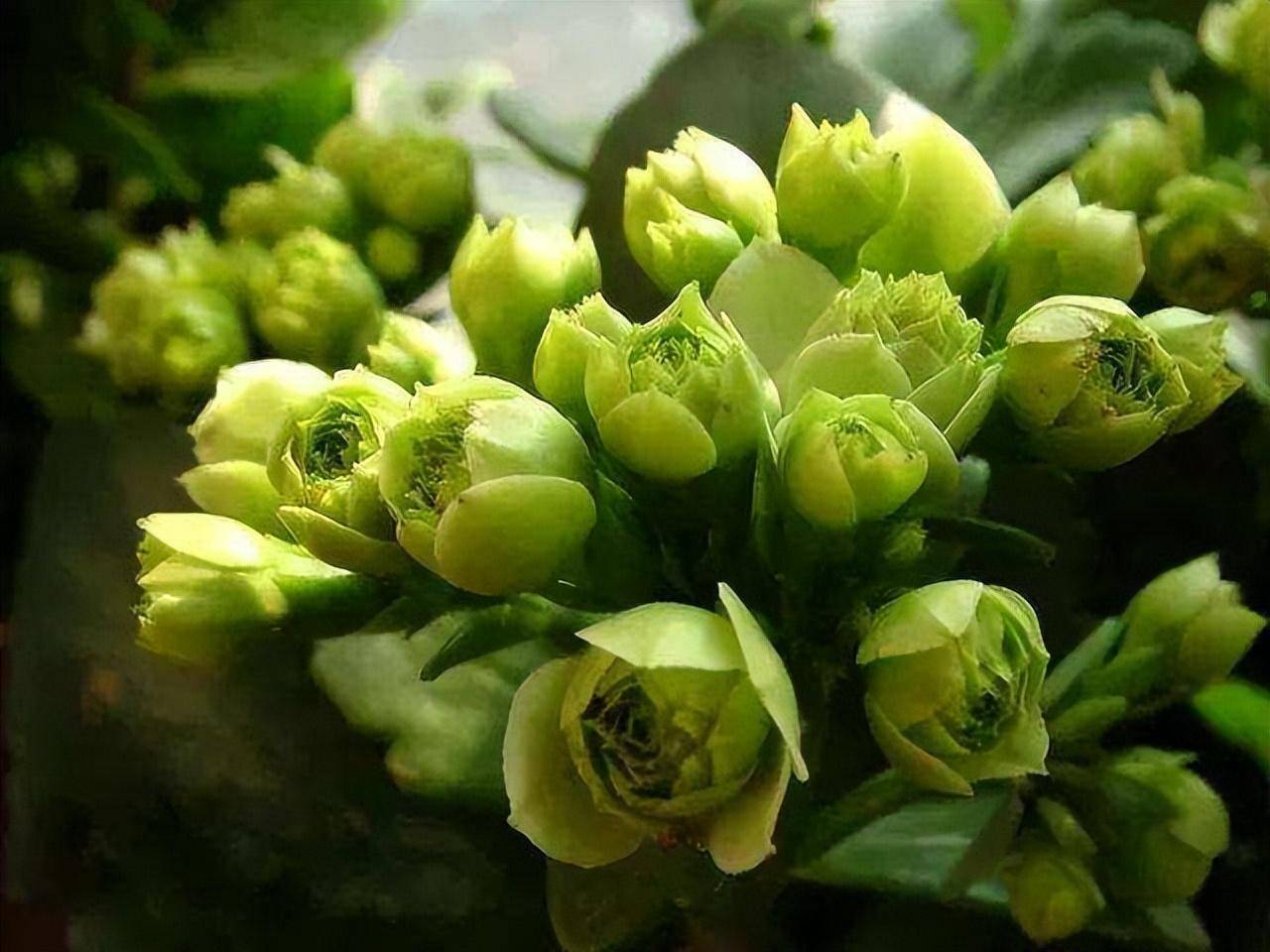 Hàng &quot;hiếm, độc, lạ&quot; của cây cảnh sống đời, đẹp đến nao lòng, thấy là nghiện - Ảnh 7.