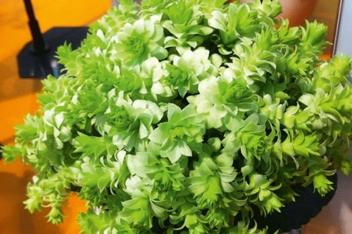 Hàng &quot;hiếm, độc, lạ&quot; của cây cảnh sống đời, đẹp đến nao lòng, thấy là nghiện - Ảnh 6.