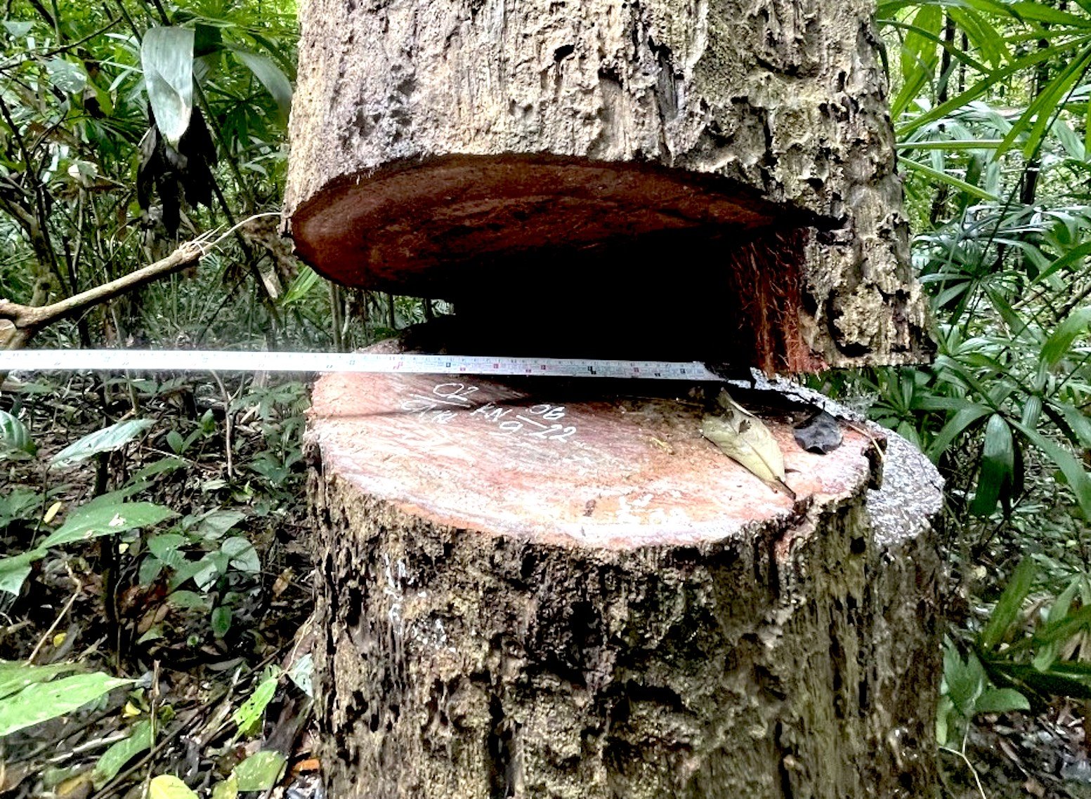 Kon Tum: Phát hiện vụ khai thác gỗ quy mô lớn ở vùng biên - Ảnh 1.