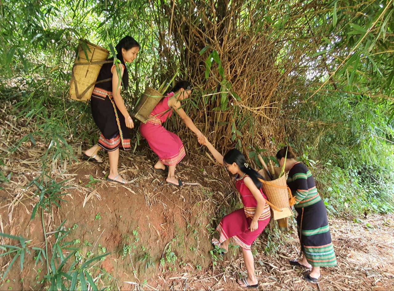 Thứ rau rừng mầm nhọn hoắt này ở Kon Tum bà con dân tộc Xơ Đăng đem nấu với cá suối, chuột rừng, thịt sóc - Ảnh 4.