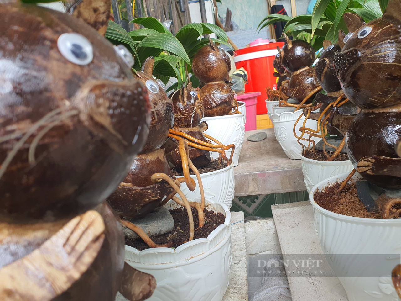 Khánh Hòa: Mãn nhãn với những chậu dừa bon sai siêu độc chơi tết - Ảnh 3.