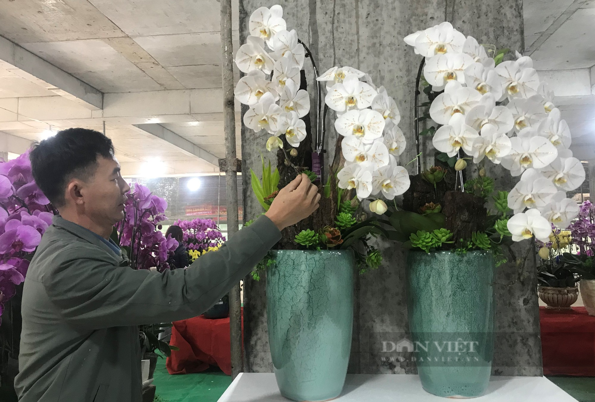 Hoa lan dát vàng 18k món đồ chơi Tết độc lạ, sang chảnh gây sốt thị trường hoa Tết thành Vinh - Ảnh 2.