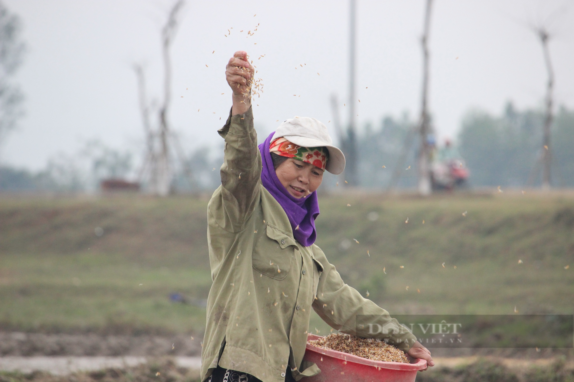 Nông dân Quảng Bình ra đồng trong giá rét ngày đầu năm, kỳ vọng mùa vụ bội thu - Ảnh 4.