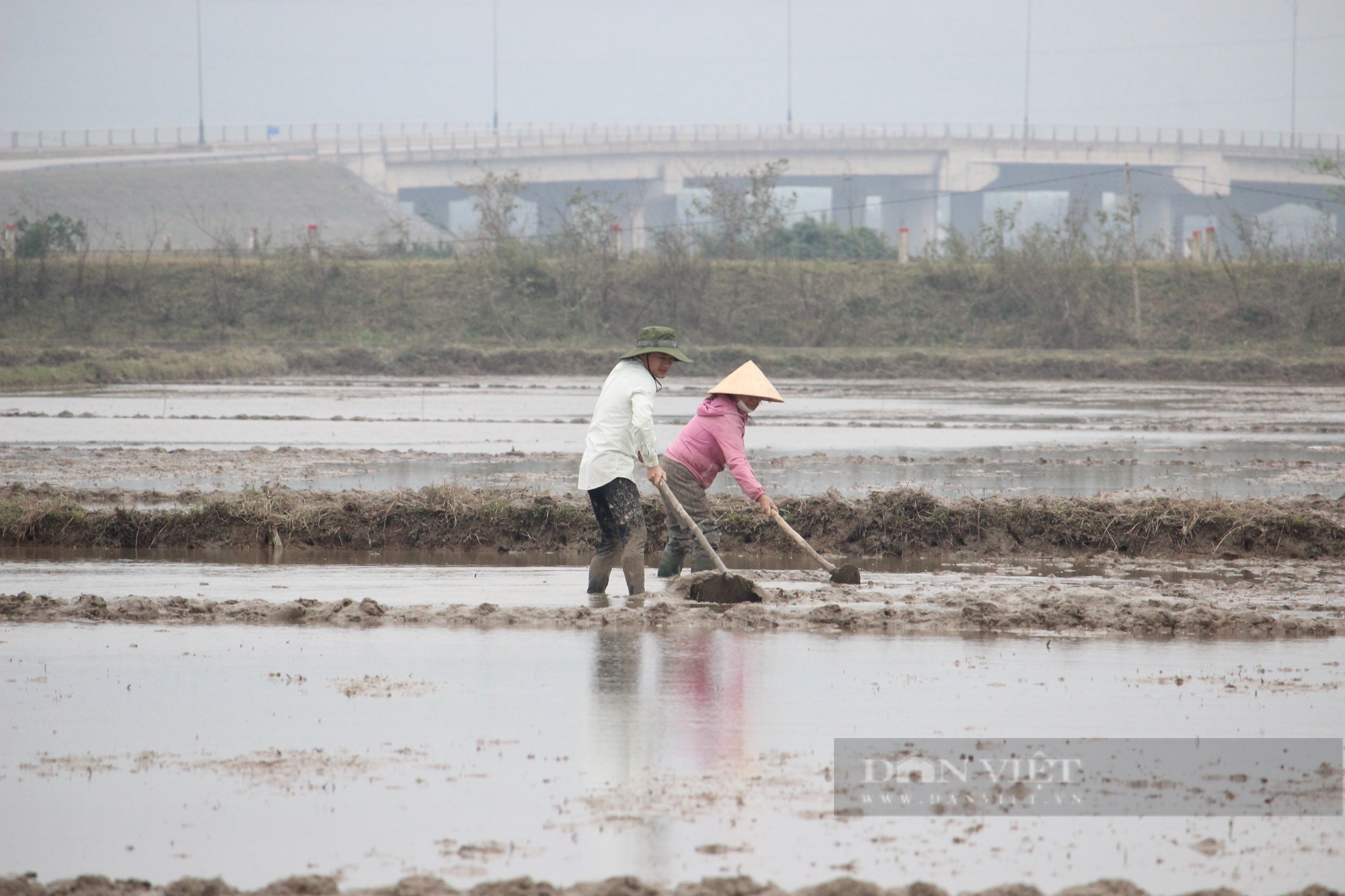 Nông dân Quảng Bình ra đồng trong giá rét ngày đầu năm, kỳ vọng mùa vụ bội thu - Ảnh 5.
