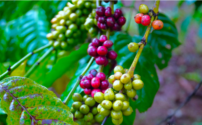 Nghỉ Tết Nguyên đán, nguồn cung cà phê Robusta sẽ gián đoạn - Ảnh 2.