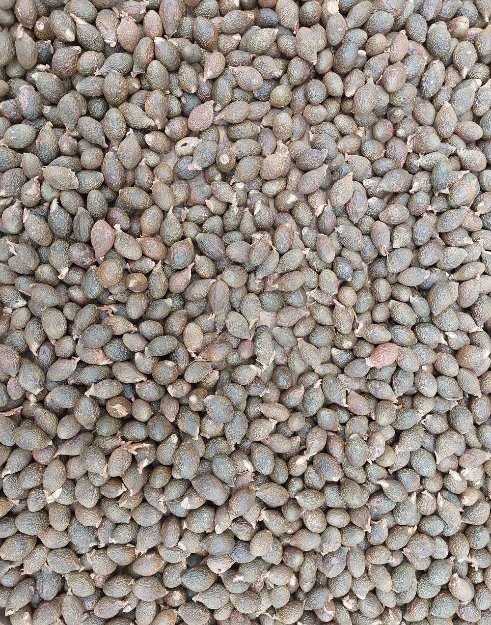 Loài cây ví như lộc trời ở miền Trung-Tây Nguyên cho thứ hạt quý, ăn bổ dưỡng, thuốc chữa chứng sốt âm - Ảnh 4.