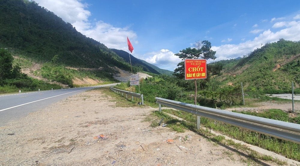 Loài cây ví như lộc trời ở miền Trung-Tây Nguyên cho thứ hạt quý, ăn bổ dưỡng, thuốc chữa chứng sốt âm - Ảnh 6.