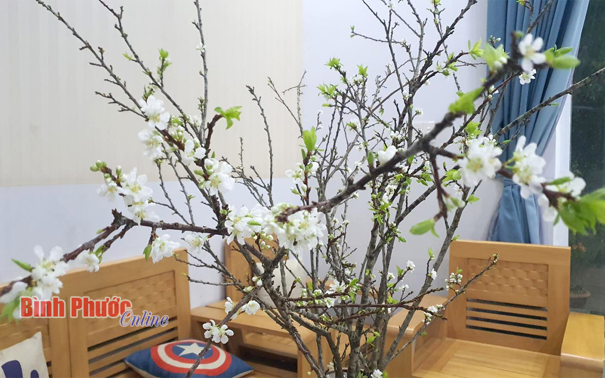 Đây là cây chưng Tết tận núi rừng Tây Bắc bất ngờ &quot;gây sốt&quot; thị trường Bình Phước - Ảnh 4.