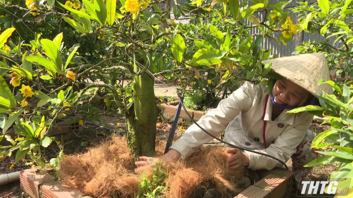 Trồng mai vàng, nghe nông dân chuyên nghiệp ở Tiền Giang tiết lộ bí quyết làm chậu mai Tết đẹp, hoa to - Ảnh 3.
