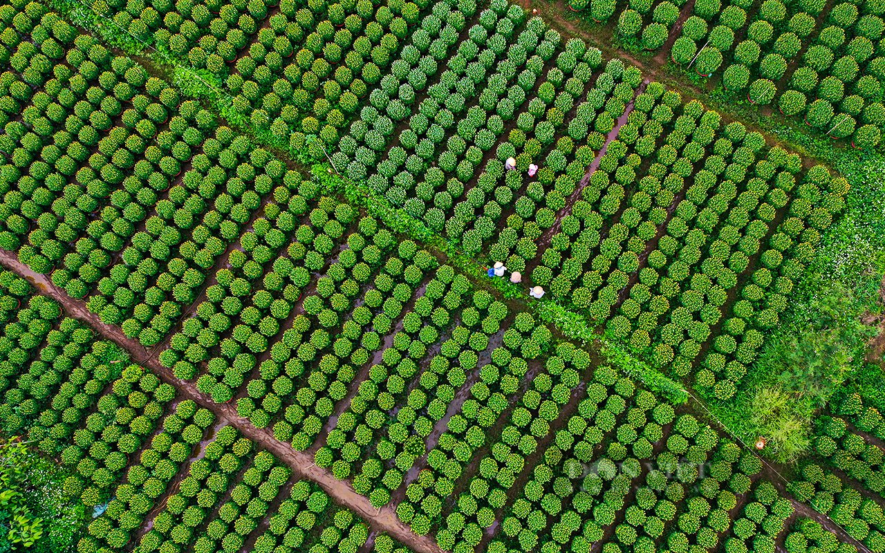 làng hoa - Ảnh 24.