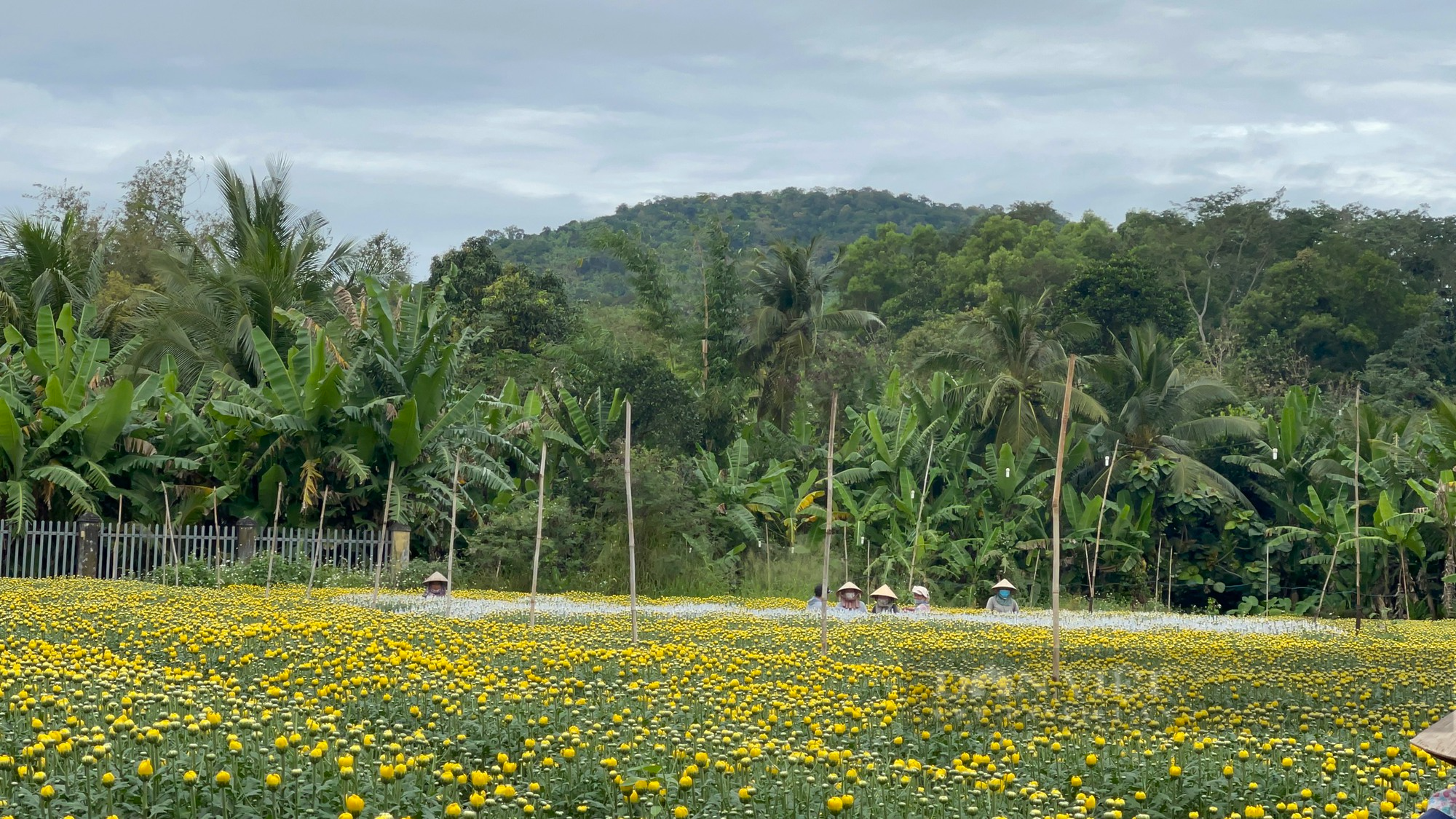 làng hoa - Ảnh 30.
