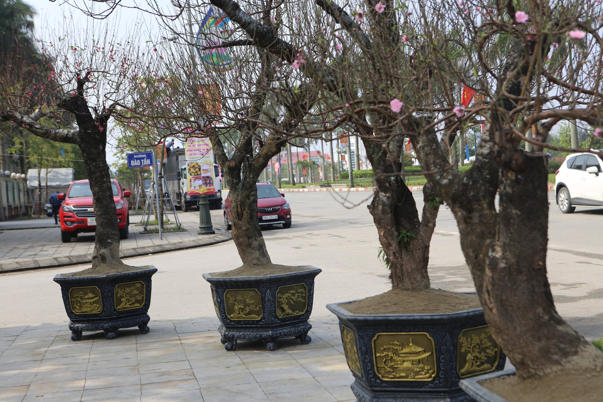 Đào đẹp xuống phố chờ đại gia rước về chưng Tết - Ảnh 2.