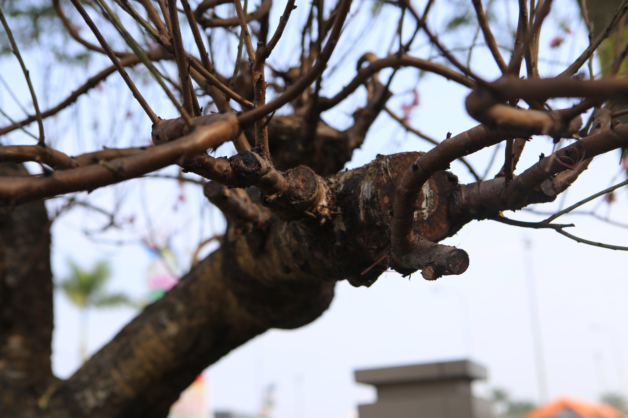 Đào đẹp xuống phố chờ đại gia rước về chưng Tết - Ảnh 6.