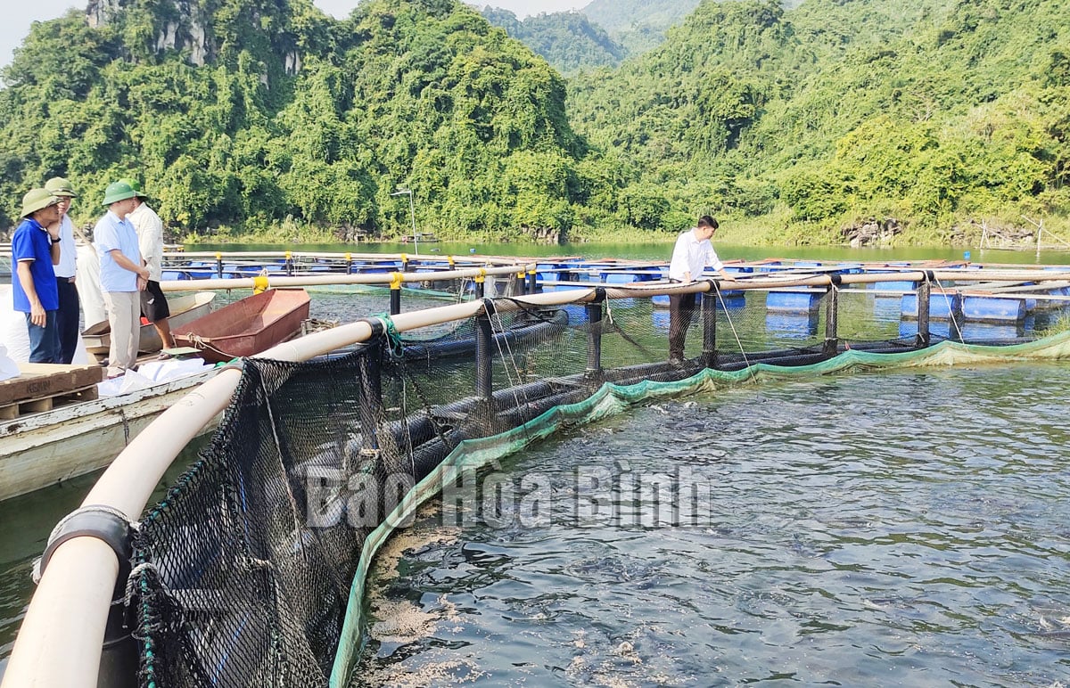 Sản lượng cá lồng nuôi cao gấp 5 lần cá khai thác, hàng ngàn hộ chăn nuôi ở lòng hồ Hòa Bình đều có lãi - Ảnh 1.