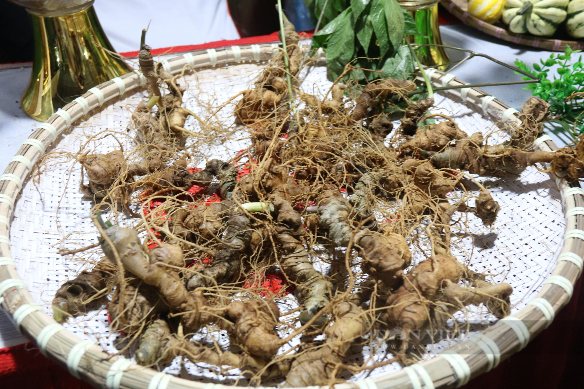 Dùng máy kiểm định để xác định sâm thật - giả tại phiên chợ sâm Ngọc Linh ở Kon Tum - Ảnh 2.