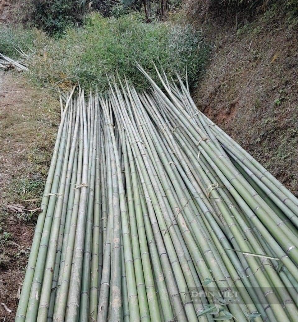 Nghệ An: Loại cây thẳng tắp dựng lên để xua xui xẻo, đón may mắn bán chạy như tôm tươi những ngày gần Tết - Ảnh 2.