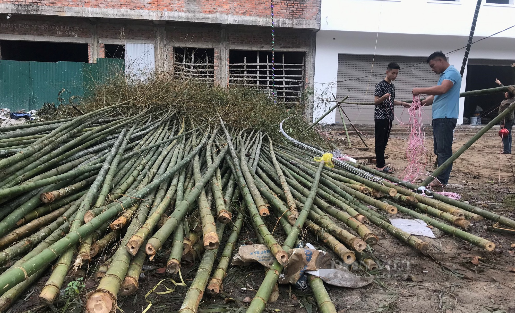 Nghệ An: Loại cây thẳng tắp dựng lên để xua xui xẻo, đón may mắn bán chạy như tôm tươi những ngày gần Tết - Ảnh 3.