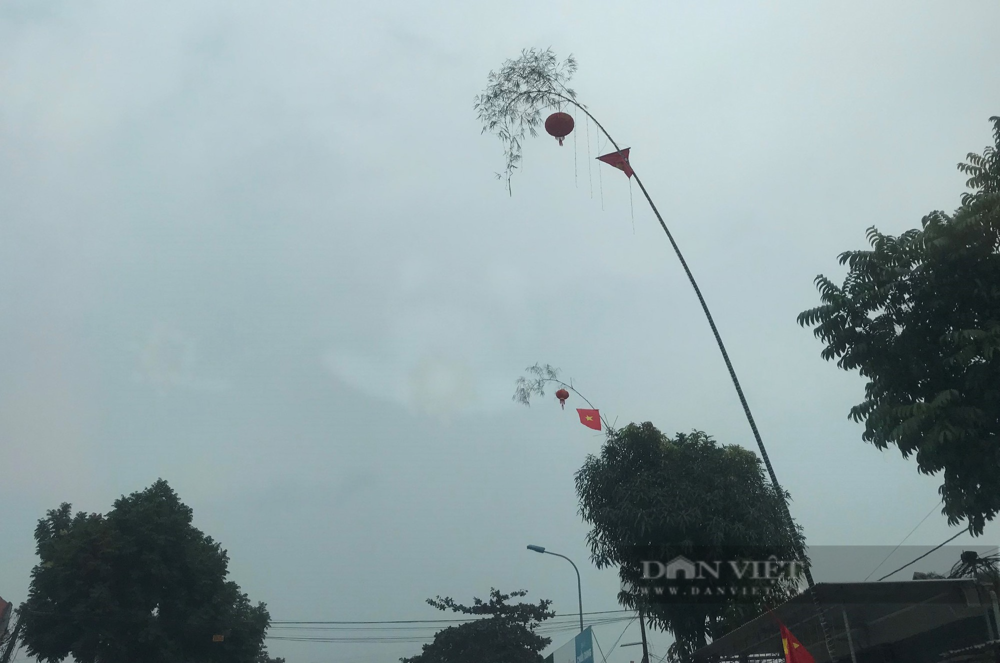 Nghệ An: Loại cây thẳng tắp dựng lên để xua xui xẻo, đón may mắn bán chạy như tôm tươi những ngày gần Tết - Ảnh 5.