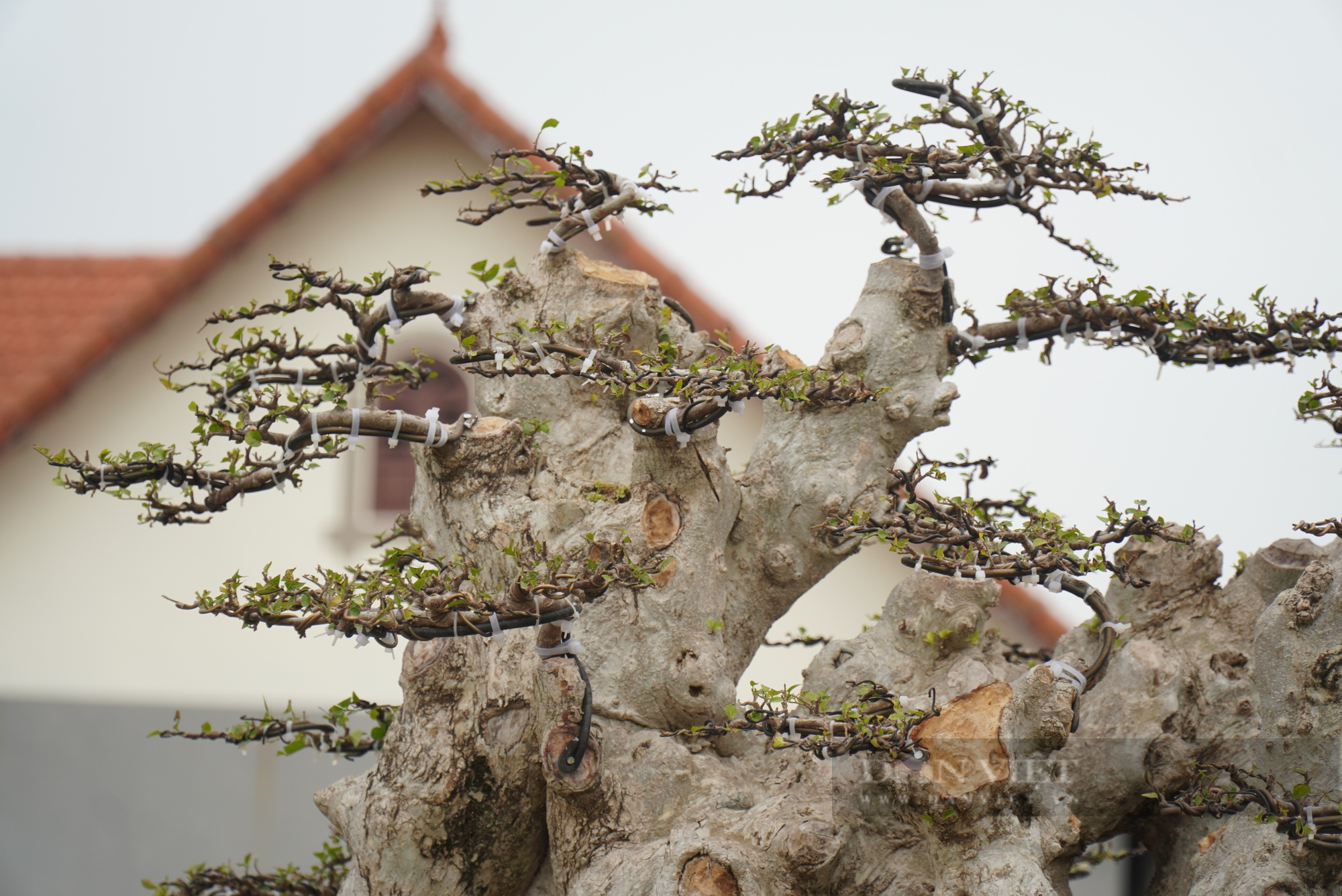 Bất ngờ gốc duối cổ thụ có dáng thế kỳ quái, người ôm không hết ở Bắc Giang lại được triết từ phần ngọn cây - Ảnh 3.