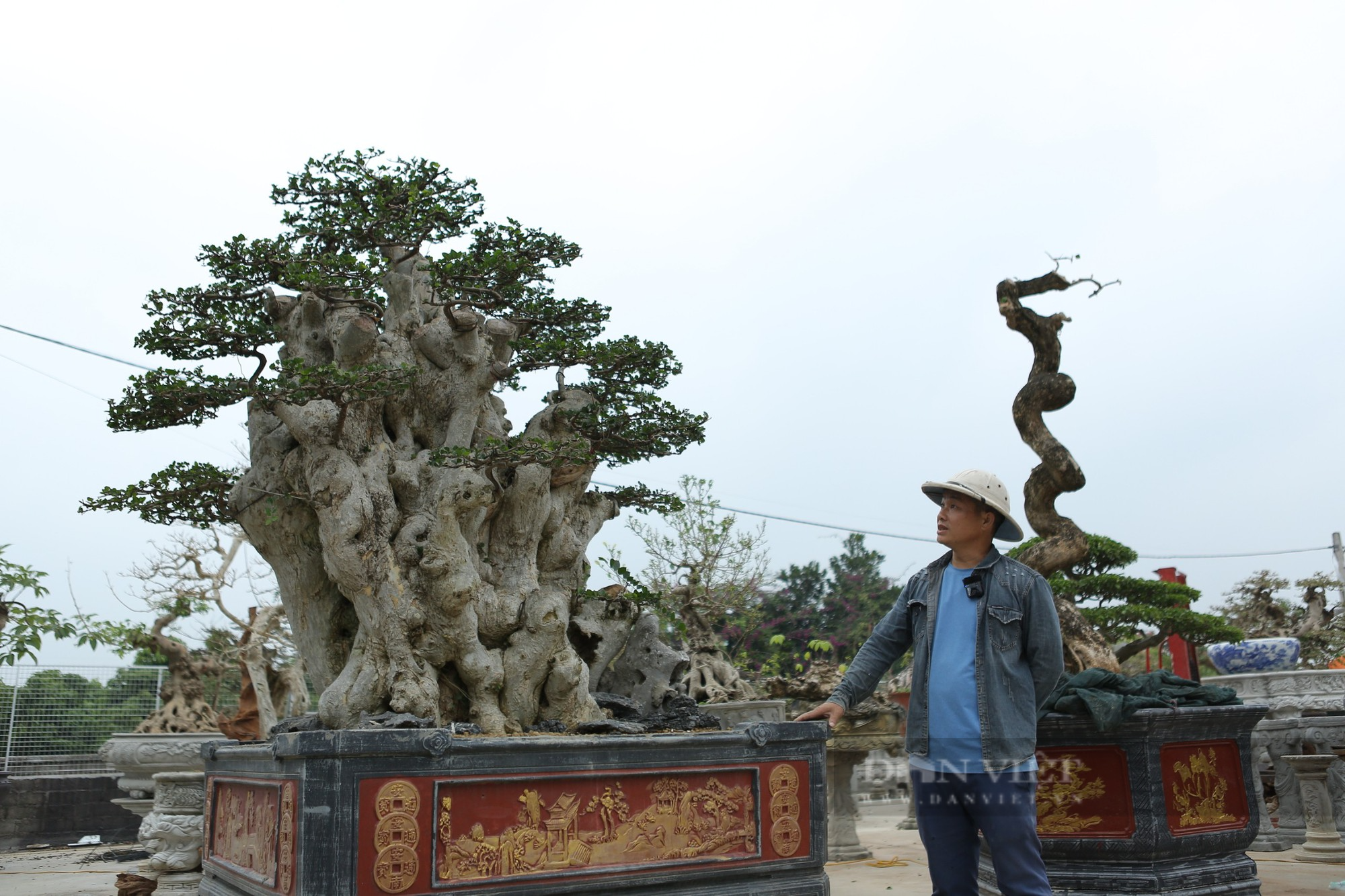Bất ngờ gốc duối cổ thụ có dáng thế kỳ quái, người ôm không hết ở Bắc Giang lại được triết từ phần ngọn cây - Ảnh 4.