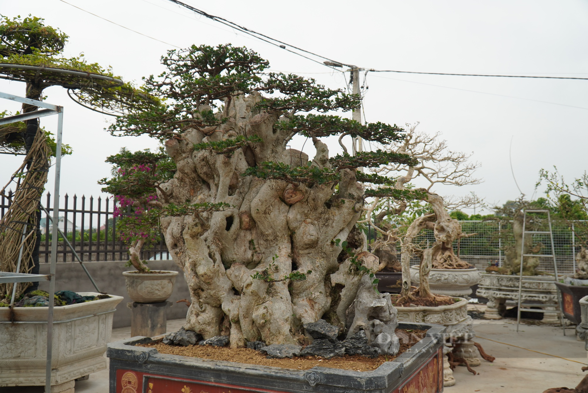 Bất ngờ gốc duối cổ thụ có dáng thế kỳ quái, người ôm không hết ở Bắc Giang lại được triết từ phần ngọn cây - Ảnh 5.