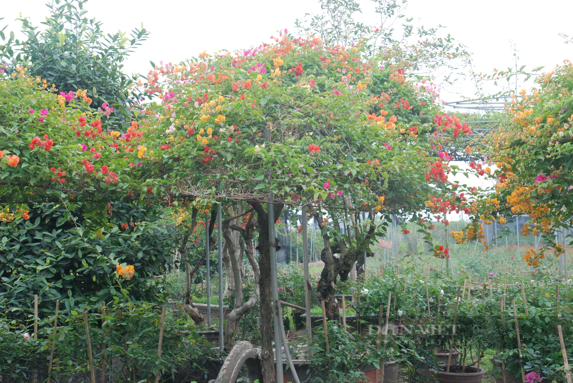 Hoa Tết bán chậm, người trồng hoa như &quot;ngồi trên đống lửa&quot; - Ảnh 13.