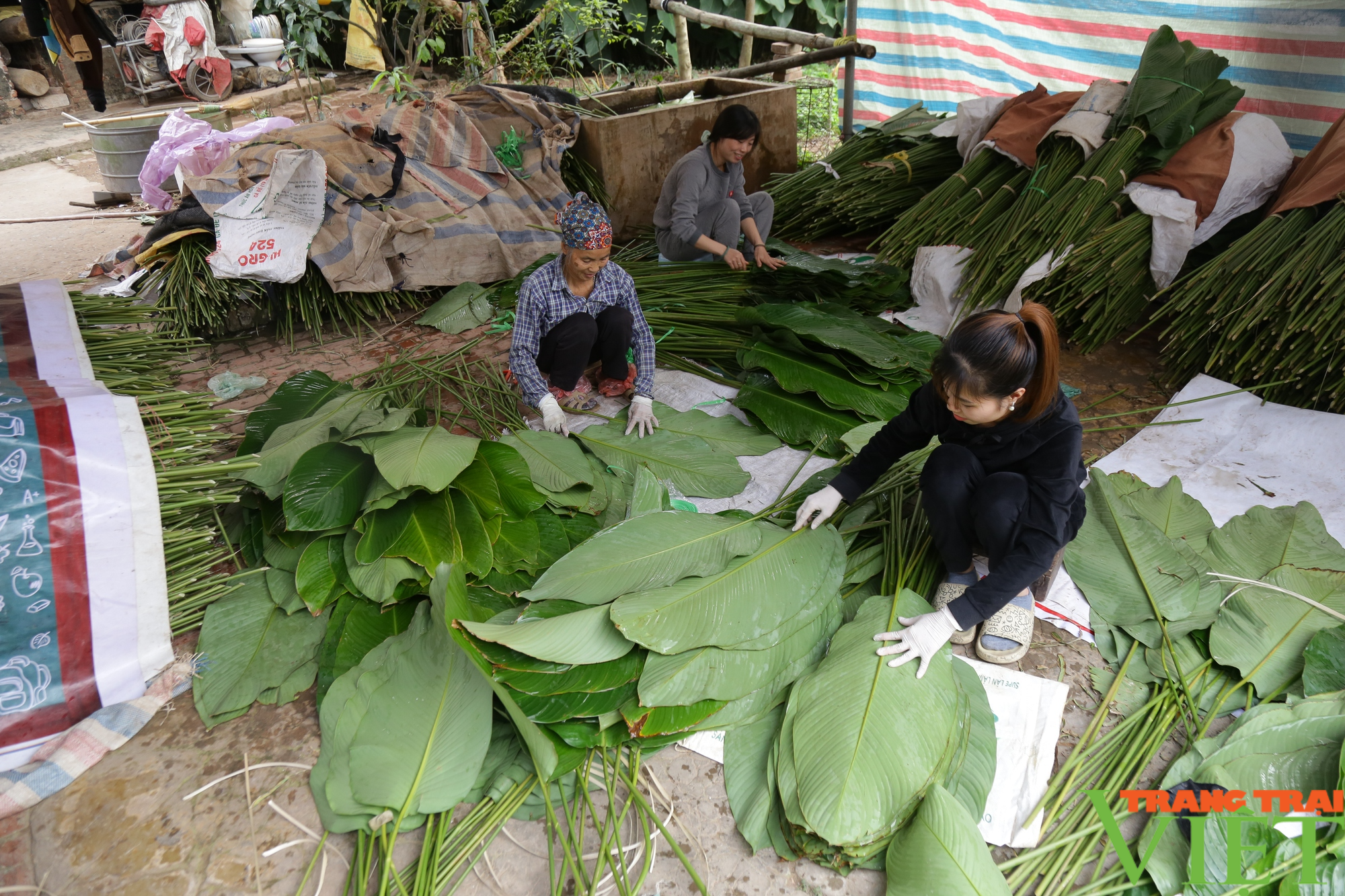 Ngôi làng cổ 400 năm trồng lá dong ở Hà Nội, người dân 'hái lá đếm tiền' - Ảnh 1.