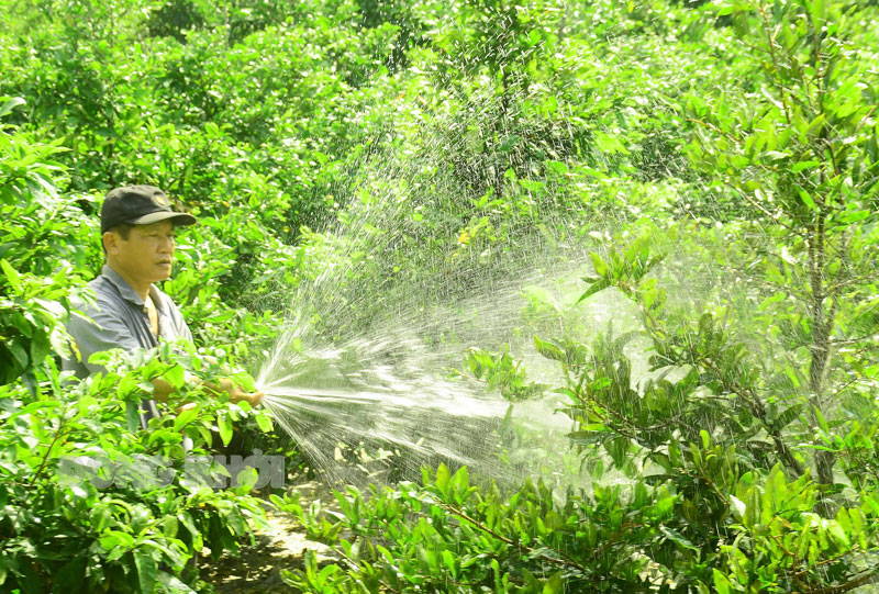 Nơi này của Bến Tre nông dân rủ nhau trồng mai vàng, chuyện mỗi năm thu đôi ba tỷ là thường - Ảnh 1.