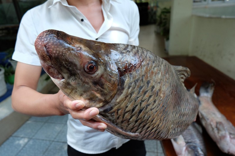 Cuối năm thực phẩm tiến vua lại lên ngôi: Gà Hồ, cá Anh Vũ, sá sùng,... lại được lùng làm quà biếu  - Ảnh 2.