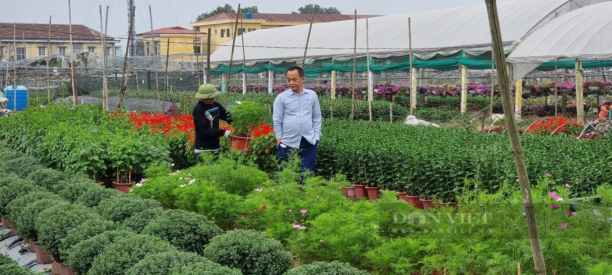 Thương lái về tận ruộng đặt mua hết hoa Tết, người trồng hoa phấn chấn vì “trúng đậm” - Ảnh 2.