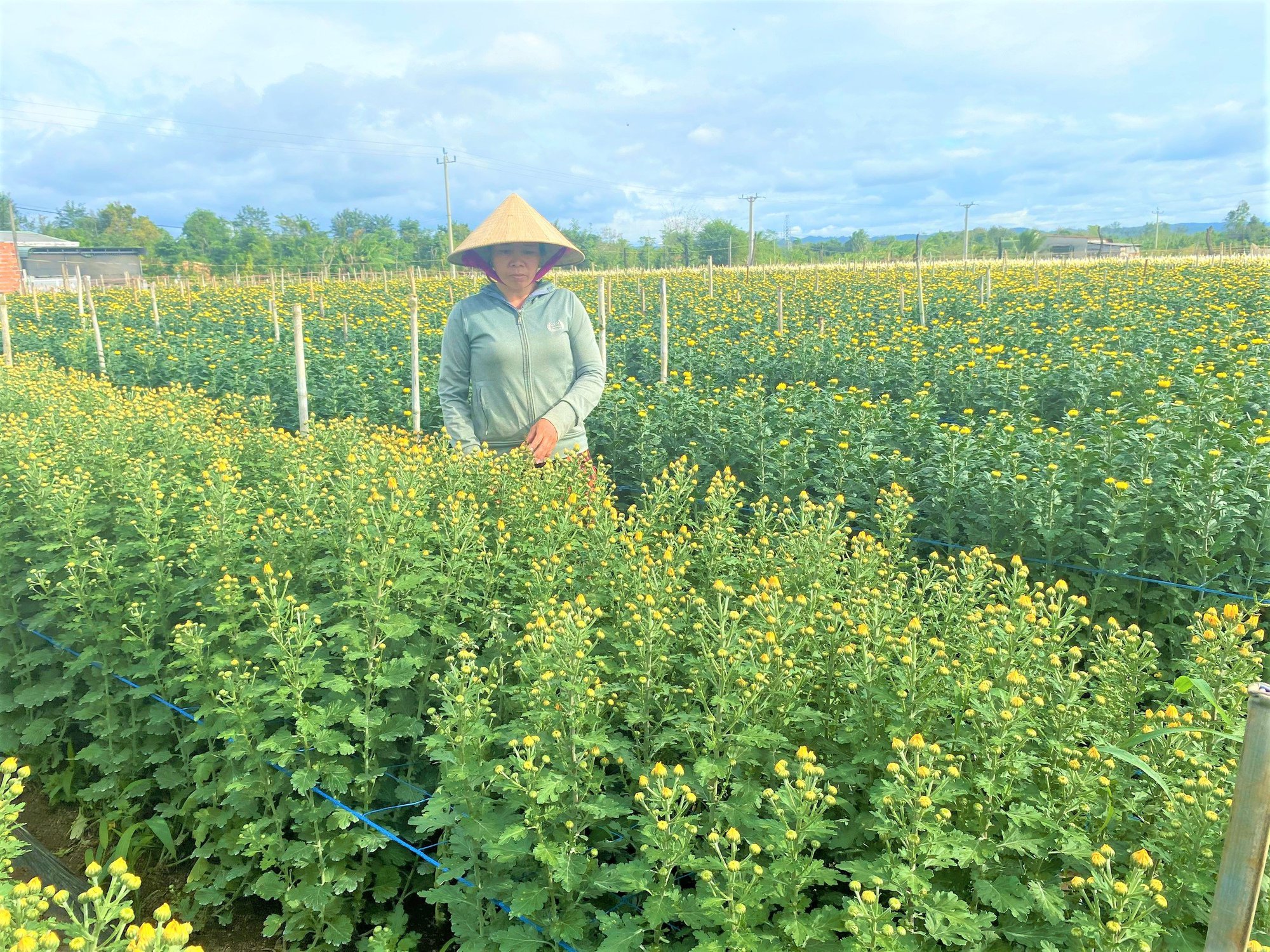 Thời tiết thất thường, nông dân trồng hoa Đắk Lắk phập phồng không yên - Ảnh 4.