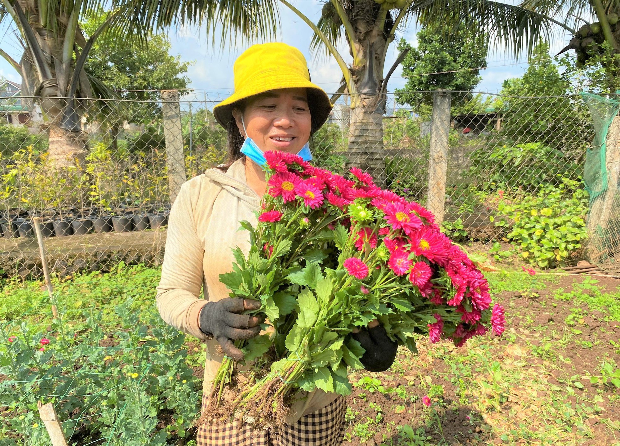 Thời tiết thất thường, nông dân trồng hoa Đắk Lắk phập phồng không yên - Ảnh 3.