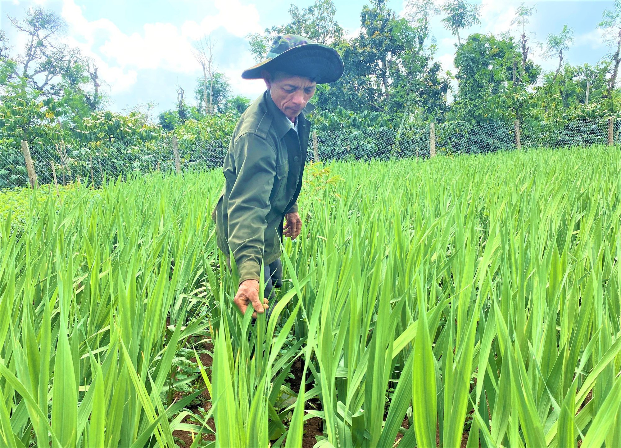 Thời tiết thất thường, nông dân trồng hoa Đắk Lắk phập phồng không yên - Ảnh 2.